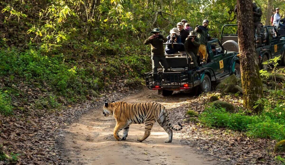 Jim Corbett (Buffer Zones) A Budget Wildlife Fix